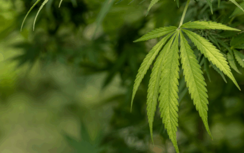 Operazione antidroga a Rieti: smantellata serra di marijuana in casa, arrestato 50enne