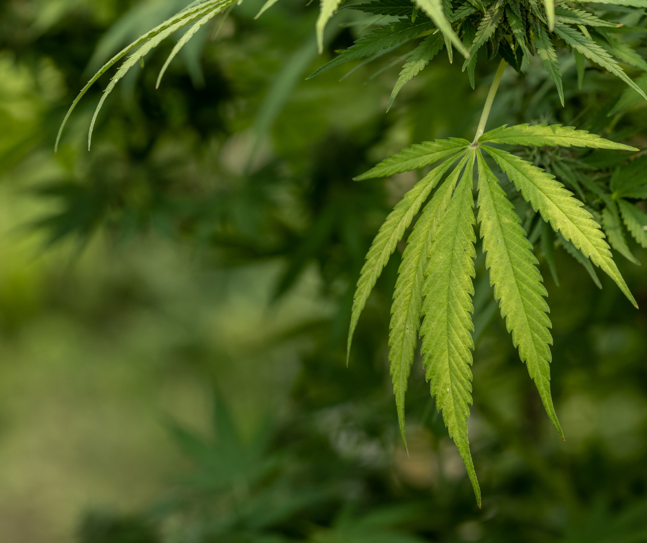 Operazione antidroga a Rieti: smantellata serra di marijuana in casa, arrestato 50enne