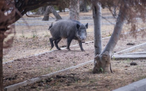 Cinghiali invadono la Stazione sperimentale Strampelli a Campomoro