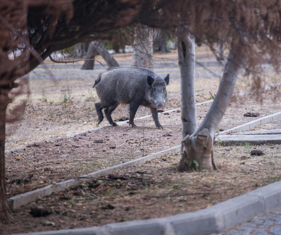 Cinghiali invadono la Stazione sperimentale Strampelli a Campomoro