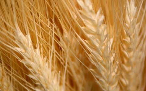 Regione Lazio: definito il calendario fieristico del 2026, focus sull’agroalimentare e l’internazionalizzazione.