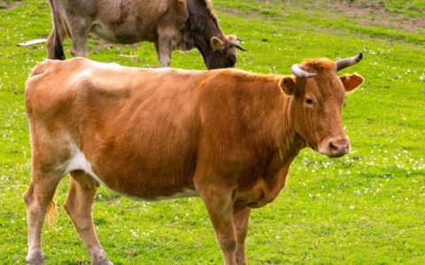 Animali da allevamento vaganti a Cepparo: un pericolo costante