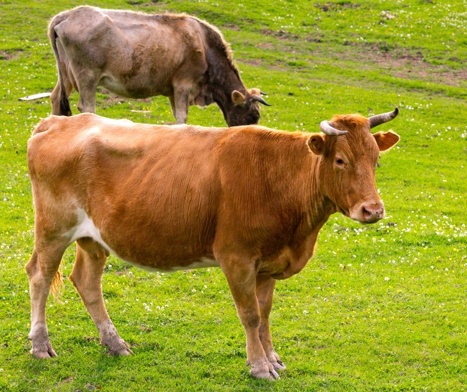 Poggio Bustone: l’Invasione silenziosa, tredici bovini sembrano aver preso possesso della frazione, scatenando preoccupazioni e danni.