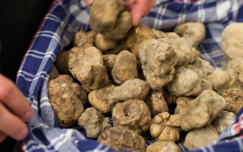 Sanzionati i raccoglitori di tartufi sorpresi di notte dai carabinieri forestali