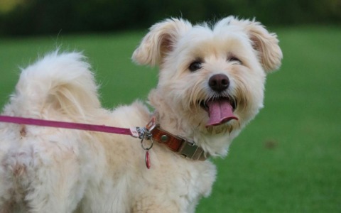 Allarme a Rieti: polpette avvelenate nei giardini di Porta d’Arce