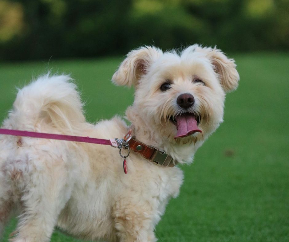 Allarme a Rieti: polpette avvelenate nei giardini di Porta d’Arce