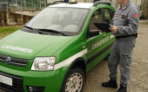 Rieti, donna denunciata per aver ostacolato il soccorso di cani randagi