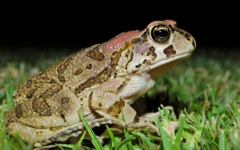 Volontari di Legambiente Bassa Sabina in azione per salvare i rospi