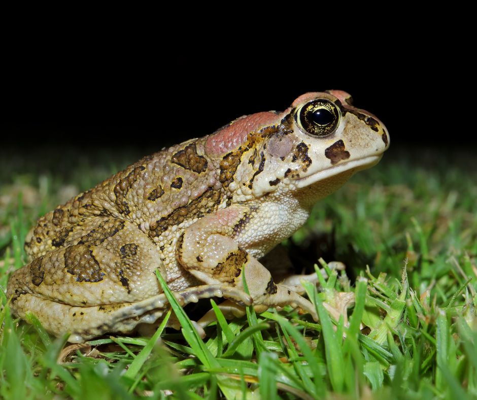 Volontari di Legambiente Bassa Sabina in azione per salvare i rospi