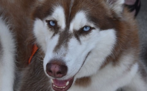 Presidio per il sequestro immediato di 300 Husky prigionieri