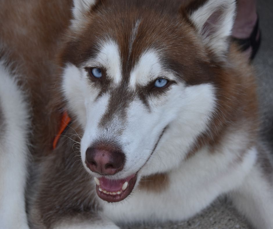 Presidio per il sequestro immediato di 300 Husky prigionieri