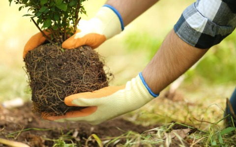 Fara in Sabina ottiene finanziamento per piantare 500 nuove piante