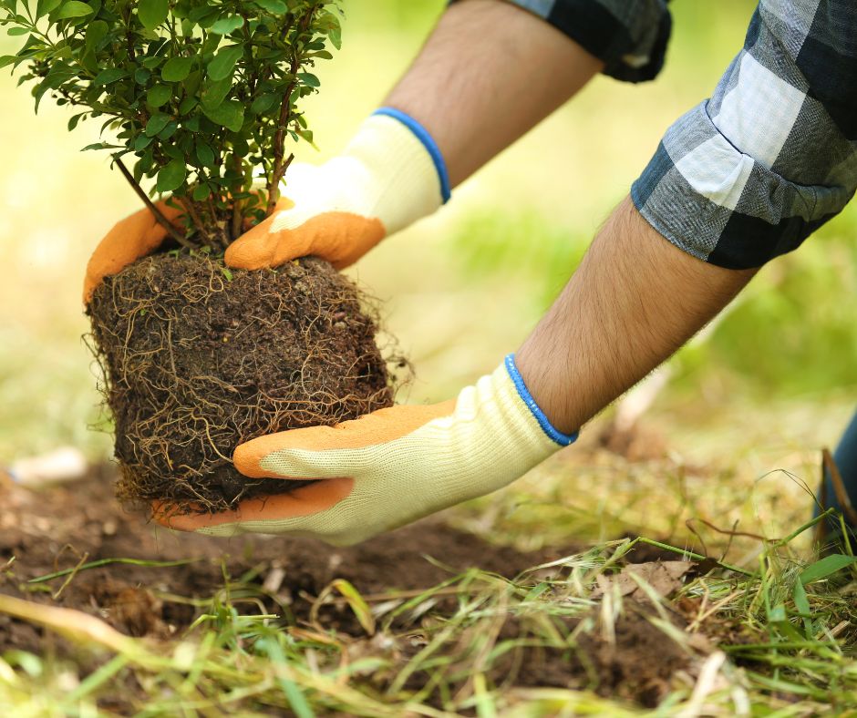 Fara in Sabina ottiene finanziamento per piantare 500 nuove piante