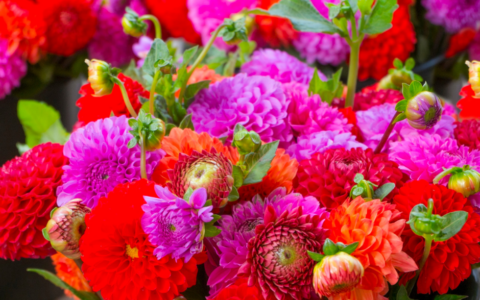 Rifiorisce “I Giardini di Mafalda”: una gara di solidarietà per la flower farm