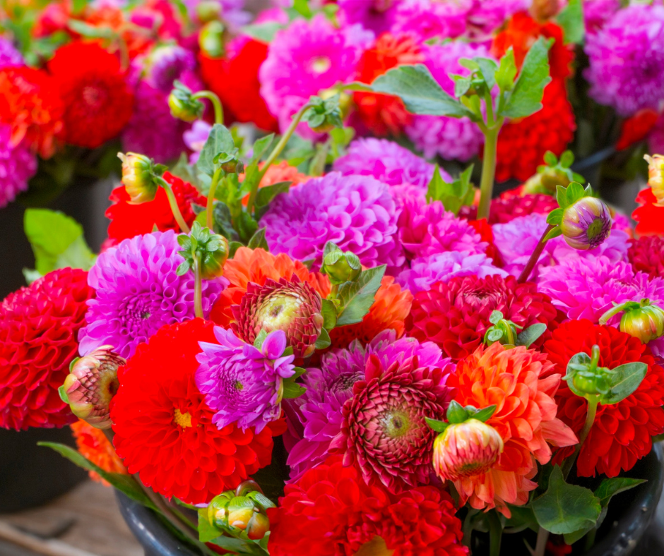 Rifiorisce “I Giardini di Mafalda”: una gara di solidarietà per la flower farm