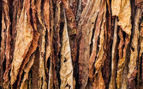 Carabinieri sequestrano due chili di tabacco da masticare di contrabbando a Rieti