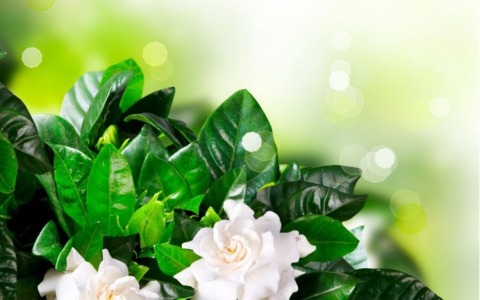 Gardensia: la campagna di AISM per la ricerca sulla sclerosi multipla