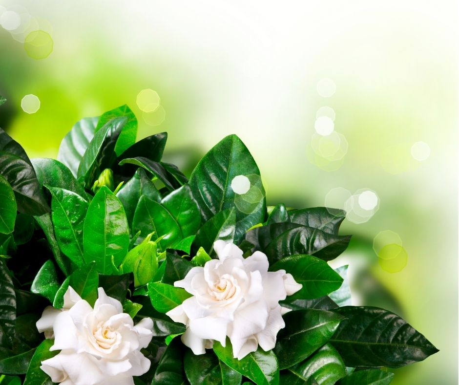 Gardensia: la campagna di AISM per la ricerca sulla sclerosi multipla