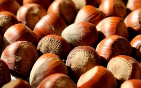 L’Azienda Speciale Centro Italia introduce un corso pionieristico di analisi sensoriale su nocciole e creme di nocciola