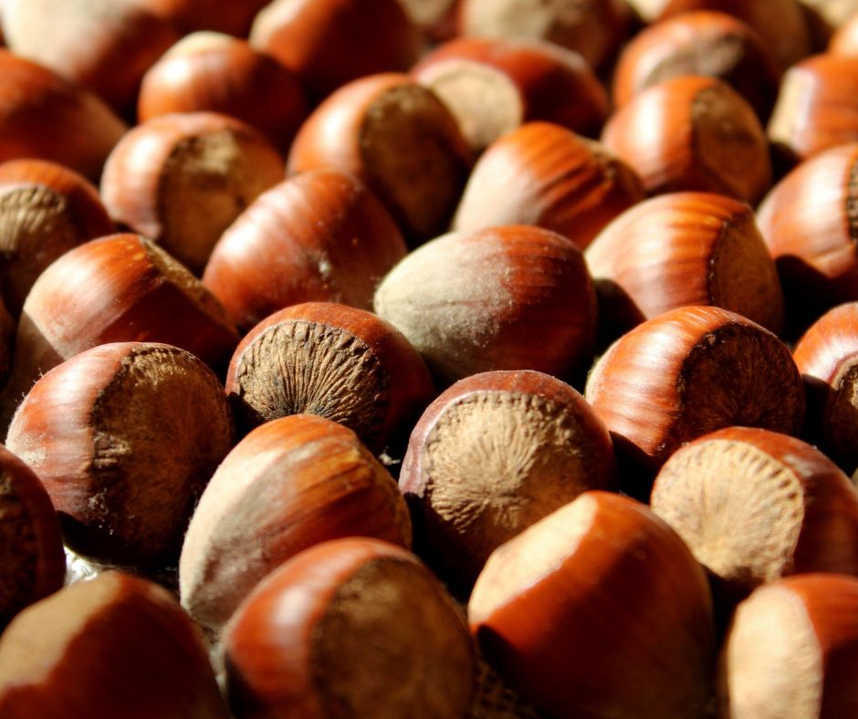 L’Azienda Speciale Centro Italia introduce un corso pionieristico di analisi sensoriale su nocciole e creme di nocciola