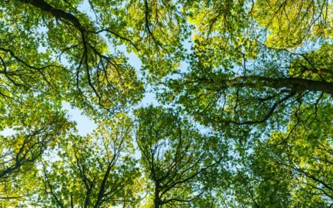 Da Rieti parte la battaglia legale per salvare gli alberi