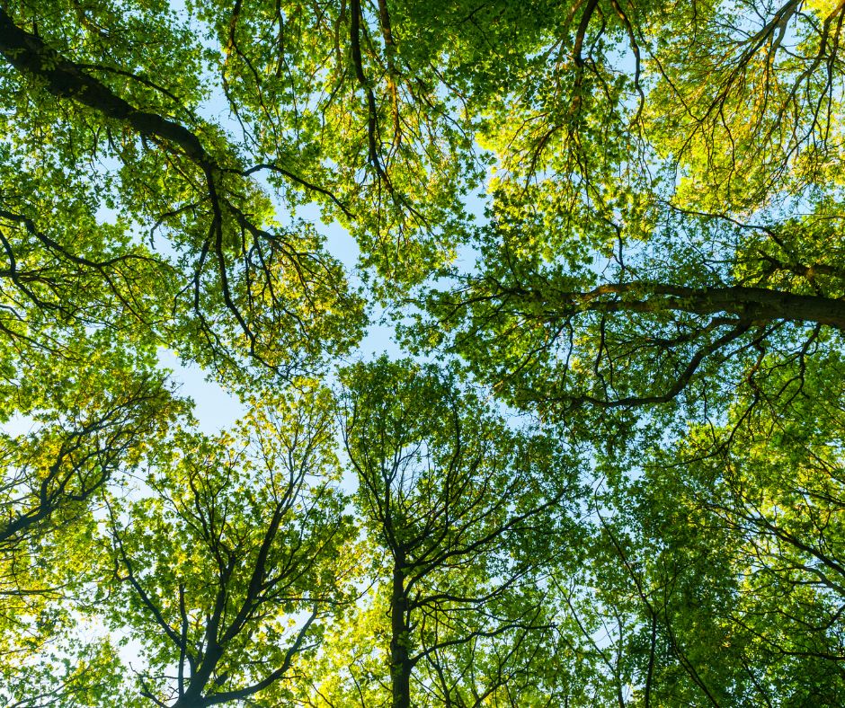 Da Rieti parte la battaglia legale per salvare gli alberi